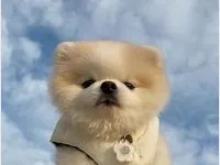 赵MX00001的礼品卡001 59900_6